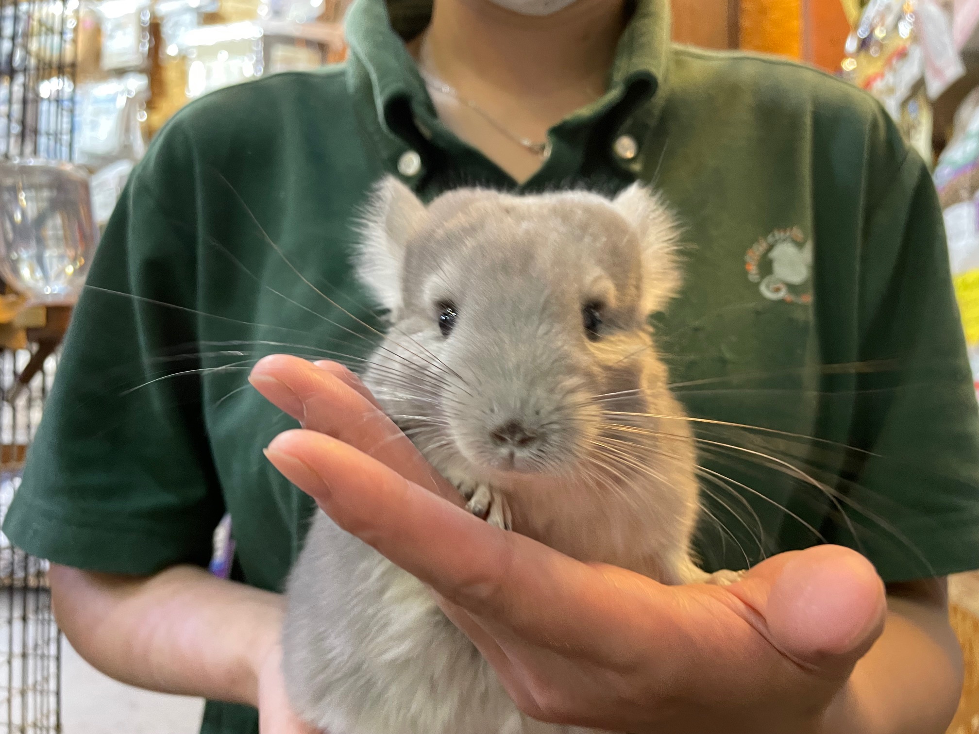 チンチラが入荷しました！(熱帯俱楽部 東川口本店) | 熱帯倶楽部